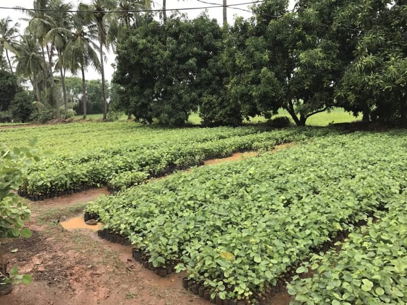 Sri Satya Nursery